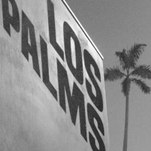 Cigarette Palms