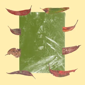 Leaf B