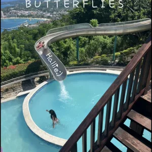 B U T T E R F L I E S
