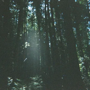 Into the Wild