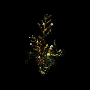 Calliste